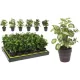 MŰNÖVÉNY CSEREPES 20CM 6F.