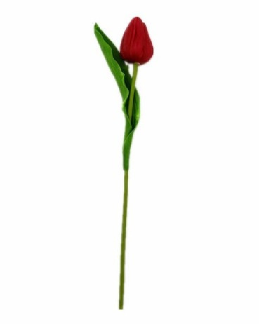 MŰVIRÁG TULIPÁN
