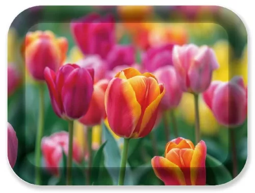 TÁLCA 33X24,5X1,8CM MŰA. TULIPÁN